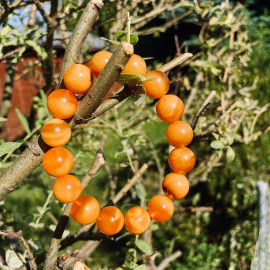 Orange Round Amber Bracelet, Premium Quality Natural Baltic Amber